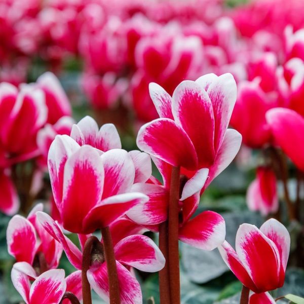 Cyclamen Pink Bicolour 9cm